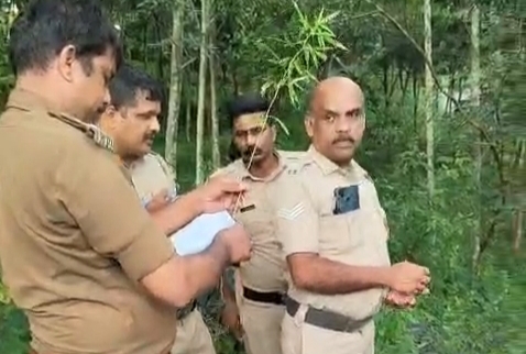 ഓപ്പറേഷൻ തൂഫാന്റെ ഭാഗമായ പരിശോധനകൾക്കിടെ വെച്ചൂച്ചിറ കുന്നം അച്ചടി പാറയിൽ കഞ്ചാവ് ചെടി കണ്ടെത്തി